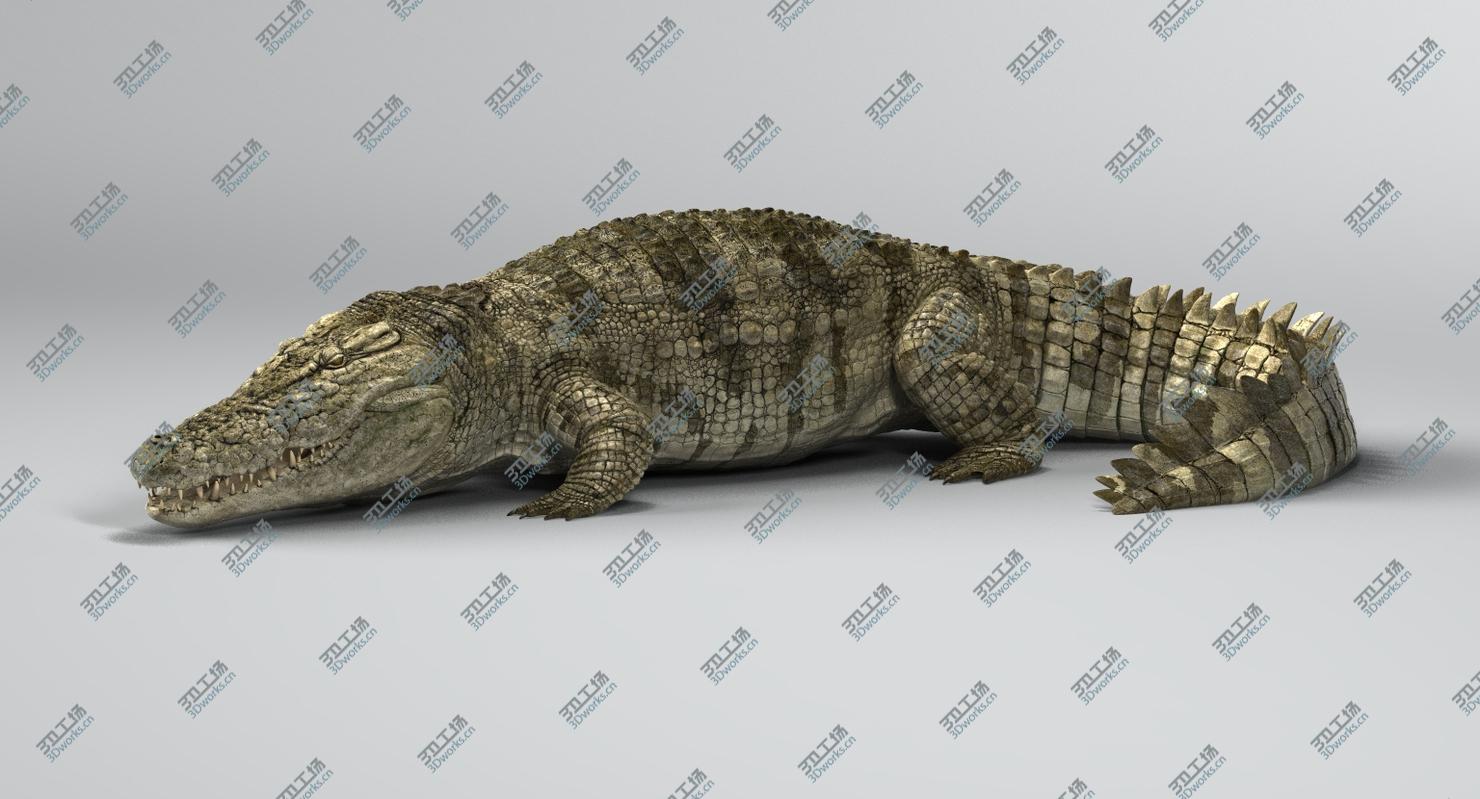 images/goods_img/2021040234/Crocodile Rigged 3D/3.jpg
